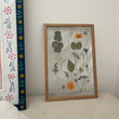 Pressed Flowers Frame 02
