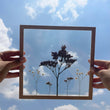 Pressed Flowers Frame 19