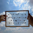 Pressed Flowers Frame 10