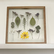 Pressed Flowers Frame 16