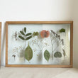 Pressed Flowers Frame 07