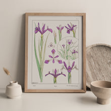 Load image into Gallery viewer, Vintage Botanicals - Iris
