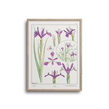 Load image into Gallery viewer, Vintage Botanicals - Iris
