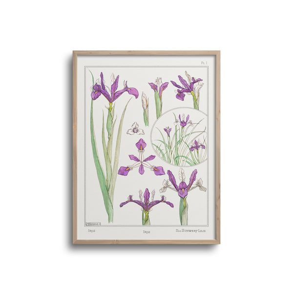 Vintage Botanicals - Iris