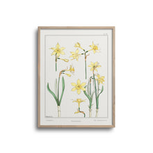 Load image into Gallery viewer, Vintage Botanicals - Jonquil
