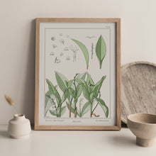 Load image into Gallery viewer, Vintage Botanicals - Lily of the Valley
