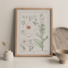 Load image into Gallery viewer, Vintage Botanicals - Poppy
