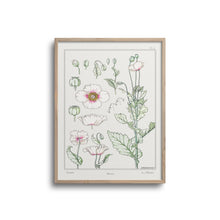 Load image into Gallery viewer, Vintage Botanicals - Poppy
